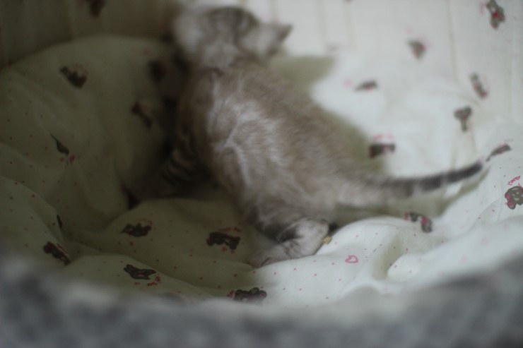 클라우드 로젯 실밍크 뱅갈고양이~ 관련 이미지 5