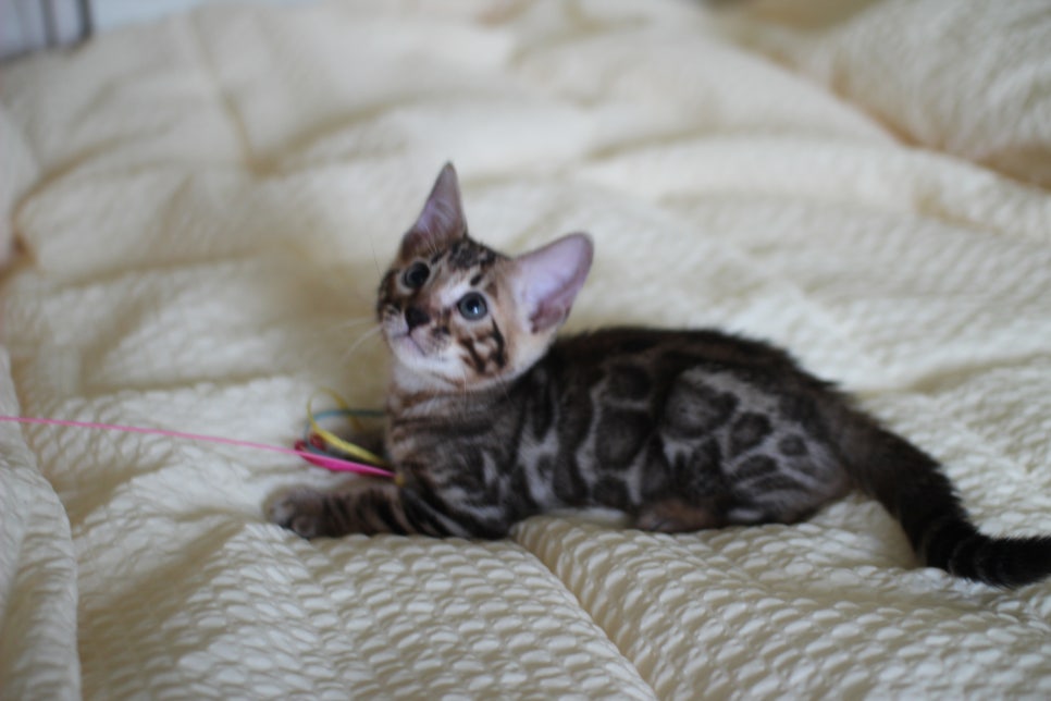 뱅갈고양이 막둥이 분양해요~ 관련 이미지 10