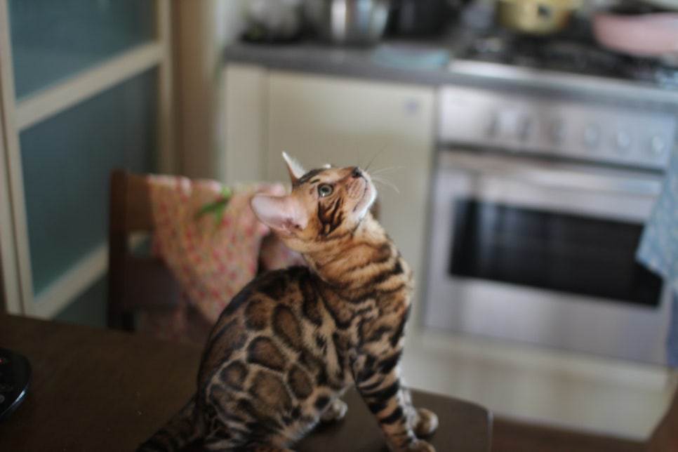 뱅갈고양이분양 진정한 개냥이란 관련 이미지 5