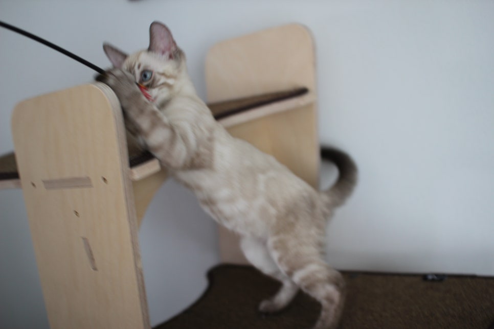 완전 강아지 같은 링스차콜 뱅갈고양이 남아 분양해여~ 관련 이미지 13