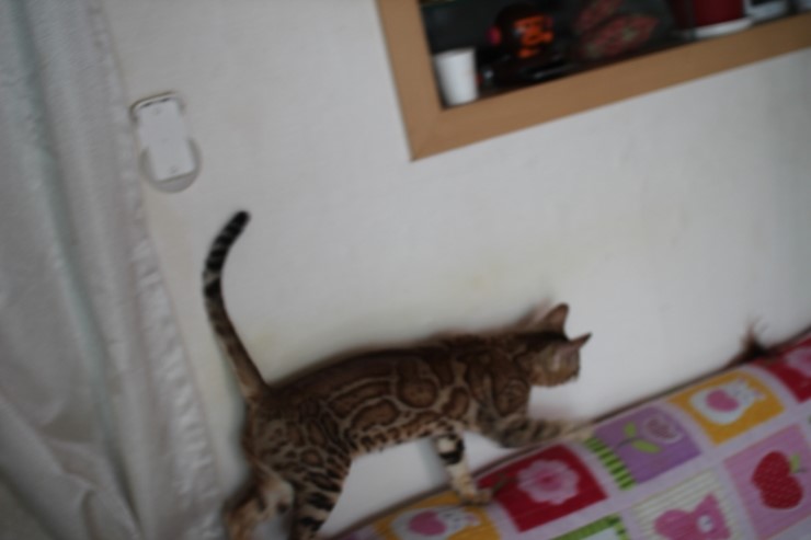 뱅갈고양이 여아 스텔라 신났네 신났어 관련 이미지 20