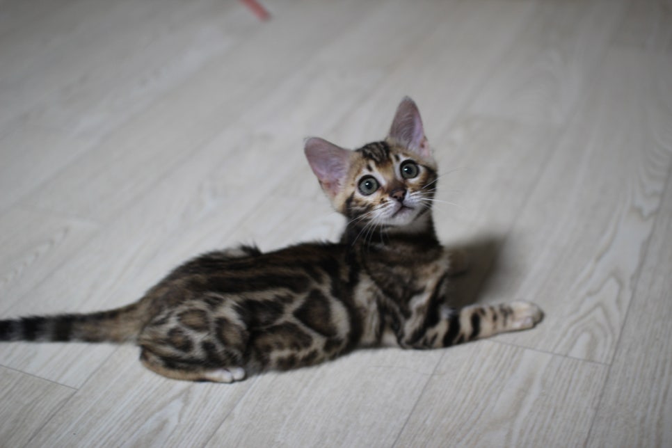 분양중인 브라운 뱅갈고양이 여아 왕눈이~ 관련 이미지 2