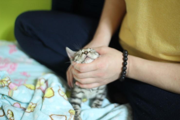 깡총깡총 실버 뱅갈고양이 남아 분양 관련 이미지 6