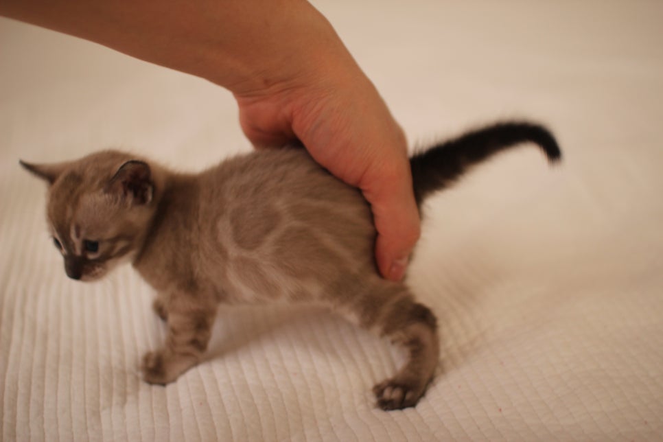 고퀄리티 스노우뱅갈고양이 아이들 분양합니다~ 관련 이미지 27