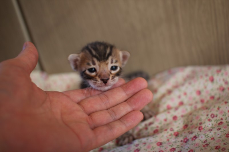 브라운 뱅갈고양이 남아 분양해요~ 관련 이미지 2