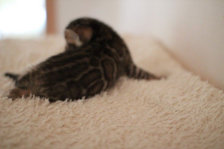 뱅갈고양이 꼬물이에서 꼬맹이 됬어요~ 관련 이미지 9