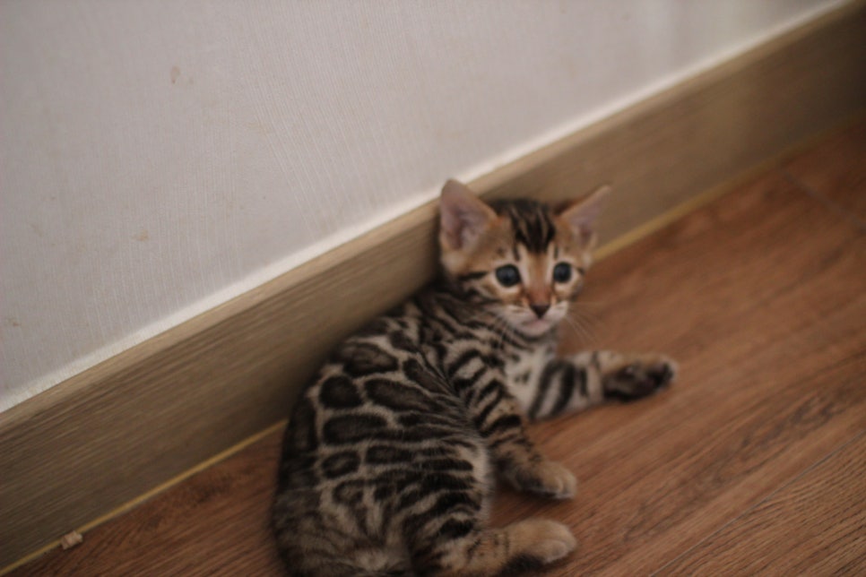 브라운 뱅갈고양이 분양중인 아이들 오늘 모습 입니다~ 관련 이미지 20