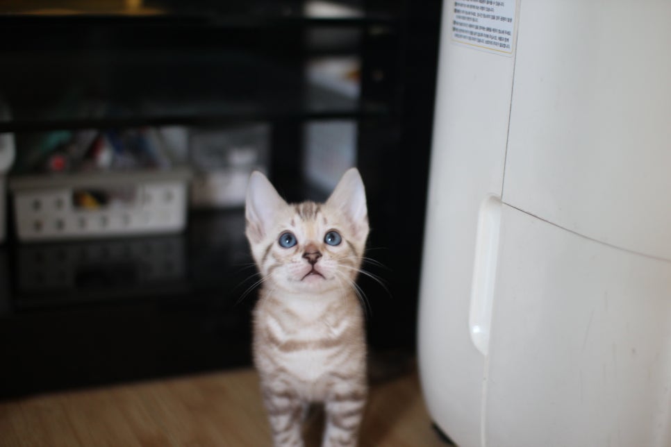 뱅갈고양이분양 매혹적인 파란눈 스노우 아이들. 관련 이미지 7