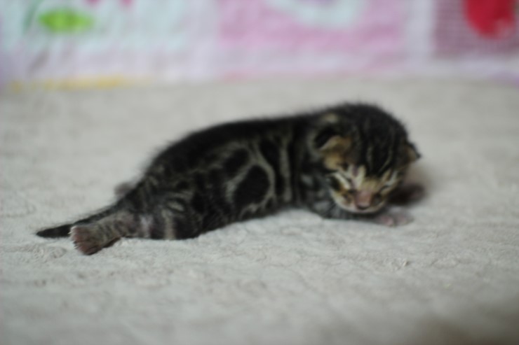 실버뱅갈고양이 꼬물이들 탄생 샤샤샷 관련 이미지 20