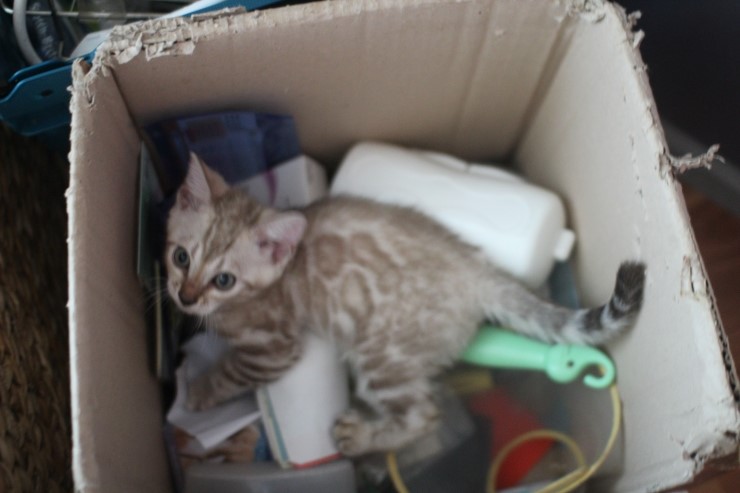 말썽꾸러기 스노우 뱅갈고양이 꼬맹이들 입니다~ 관련 이미지 9