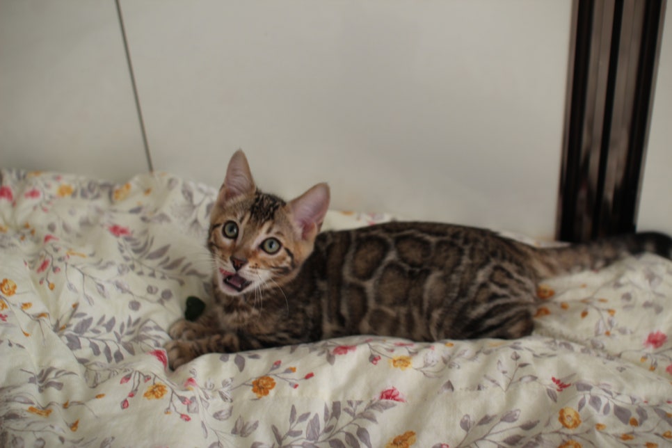 낯가림 제로 성격 최고 개냥이 뱅갈고양이 남아 분양해요~ 관련 이미지 7