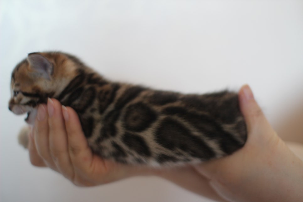 빅로젯 뱅갈고양이 삼형제예요~ 관련 이미지 8