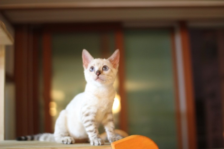 뱅갈고양이,스노우뱅갈고양이, 링컨이와 초아는 적응 끝나고 재미나게 살고 있어요~~~~~~~ 관련 이미지 2