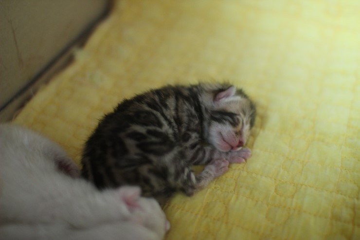 뱅갈고양이 소유캐터리 출산소식~ 관련 이미지 1