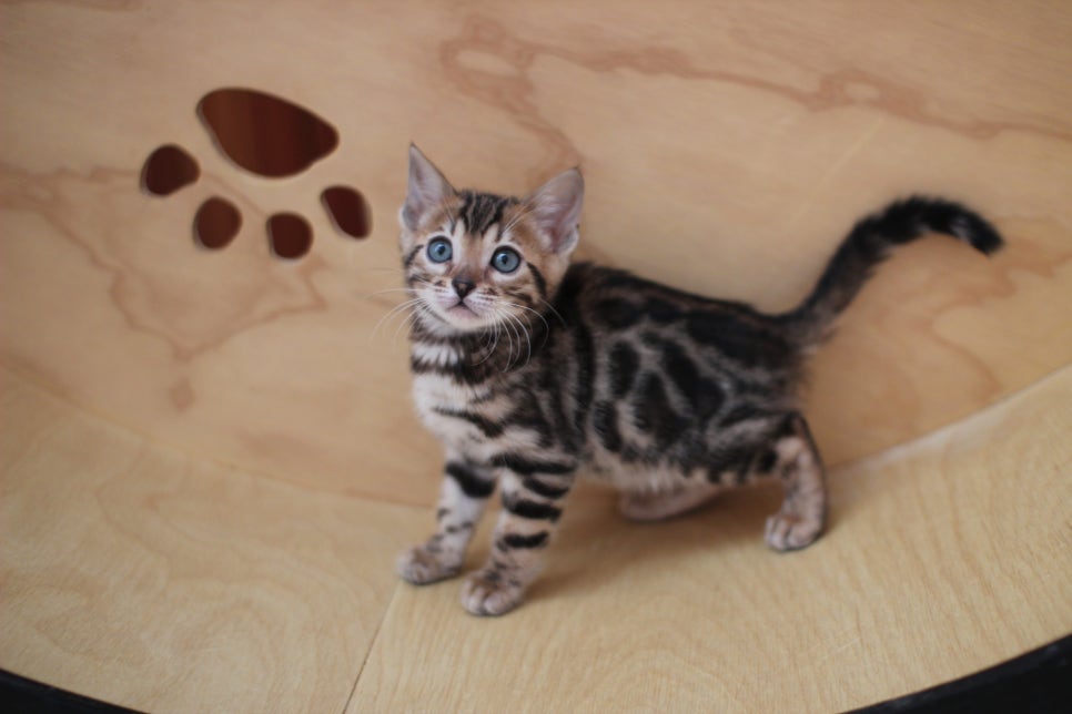 뱅갈고양이분양 사랑스러운 개냥이들~ 관련 이미지 2