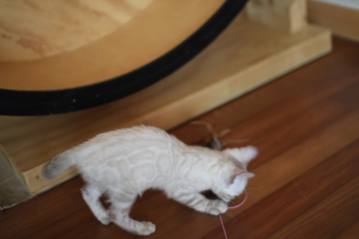 스노우뱅갈고양이 꼬맹이 깡패~ 관련 이미지 13