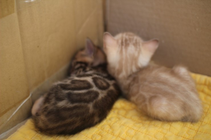 낮잠에 취해 있는 꼬맹이들~ 관련 이미지 4