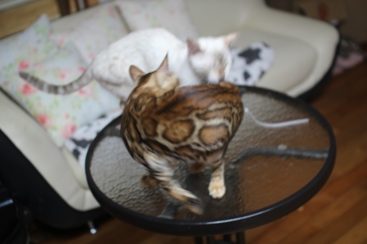 뱅갈고양이 새해 첫날~ 관련 이미지 3