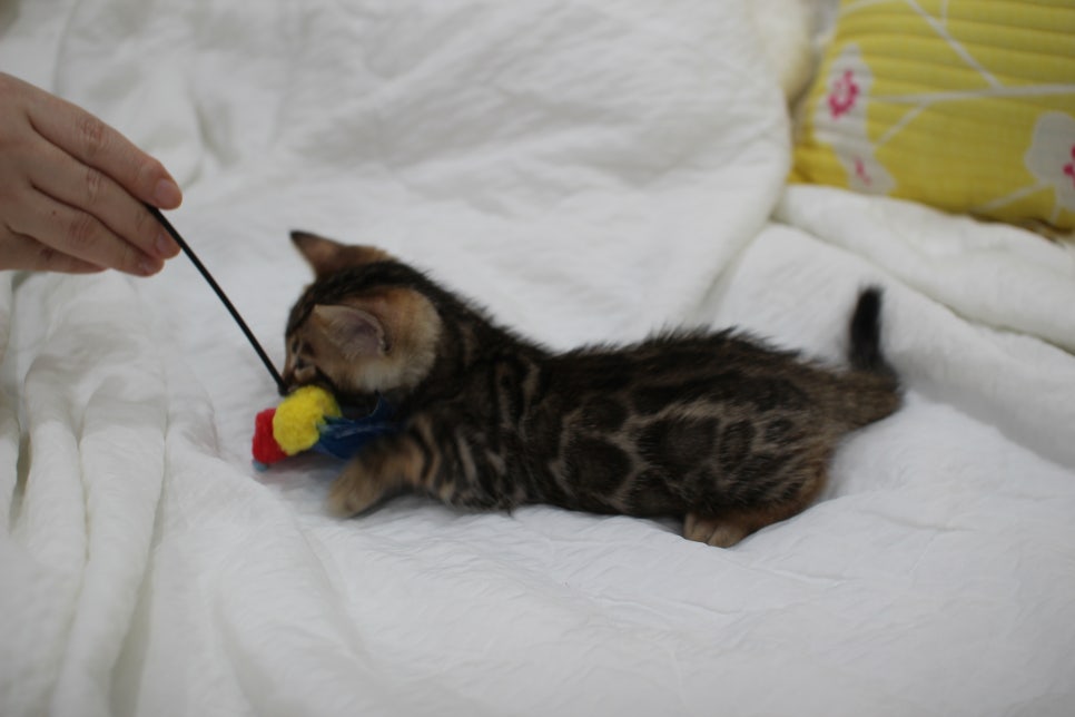 순둥이 개냥이 뱅갈고양이 남아5 분양해요~ 관련 이미지 5