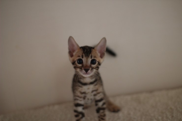 빅로젯 뱅갈고양이 남아예요~ 관련 이미지 1