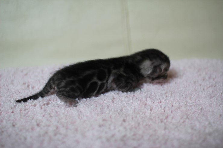 뱅갈고양이 실버랑 브라운 꼬물이 관련 이미지 4