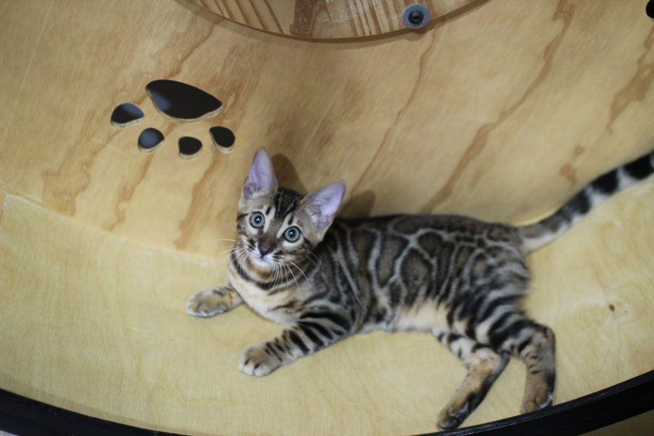 엄청난 개냥이 뱅갈고양이 여아 분양해요^^ 관련 이미지 5