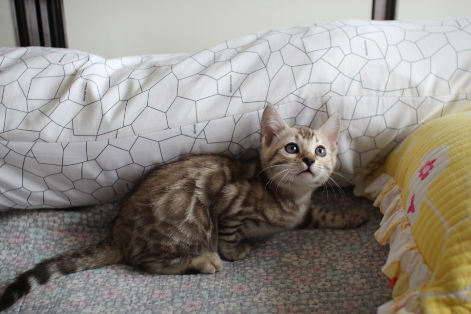 실밍크뱅갈고양이 개냥이 여아 분양해요~ 관련 이미지 1