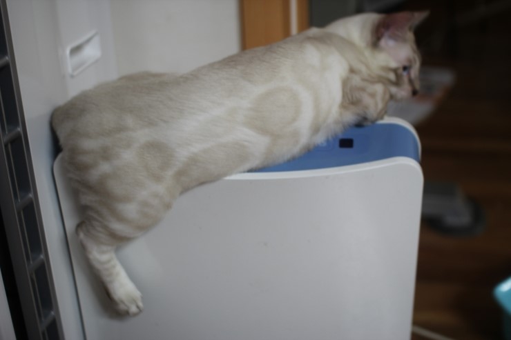 이번달에 들어오는 실밍크 뱅갈고양이 super hero 입니다^^ 관련 이미지 3