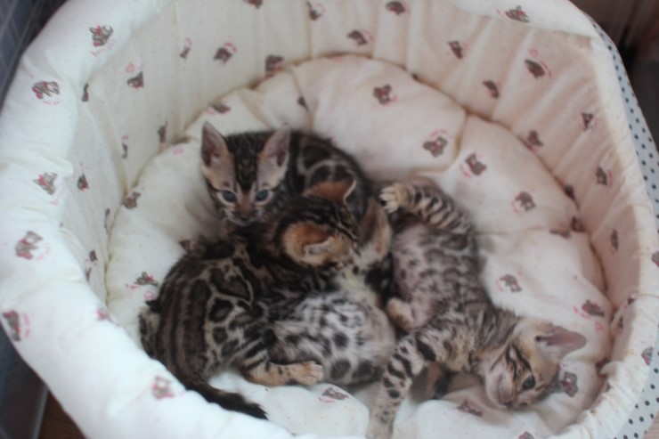 뱅갈고양이 꼬맹이들~ 관련 이미지 6