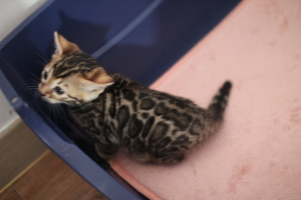 브라운 뱅갈고양이 분양중인 아이들 오늘 모습 입니다~ 관련 이미지 17