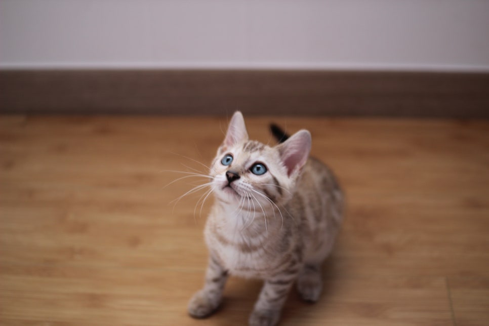 뱅갈고양이 개냥이 찾으시는 분들 보세요 관련 이미지 3