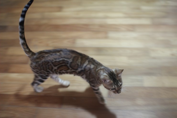 소유캐터리 종묘인 뱅갈고양이 여아 스텔라예요~ 관련 이미지 1