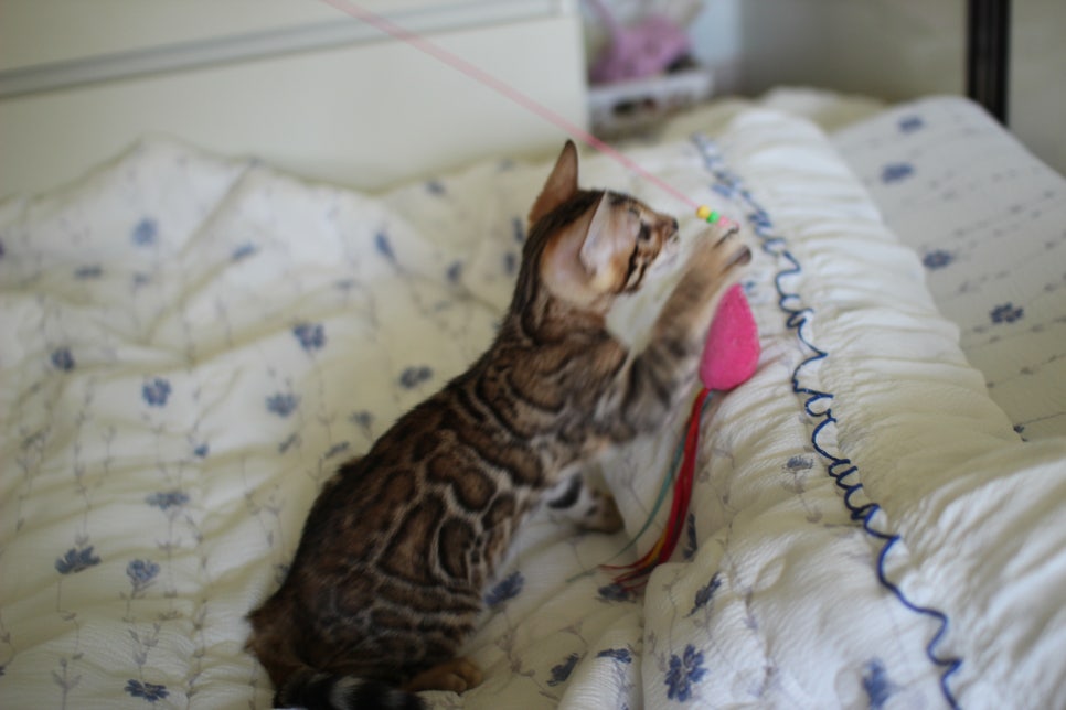 브라운 뱅갈고양이 자매 분양합니다~ 관련 이미지 21