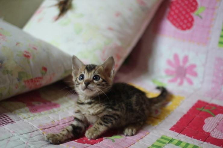 뱅갈고양이 분양 진정한 개냥이란? 관련 이미지 18