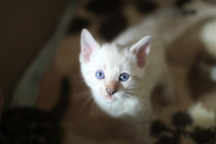 뱅갈고양이 꼬맹이들 많이 컸어요~ 관련 이미지 8