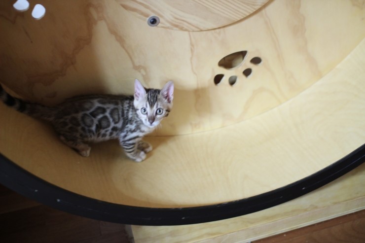 뱅갈고양이 캣휠 선수들 입장이요~ 관련 이미지 1