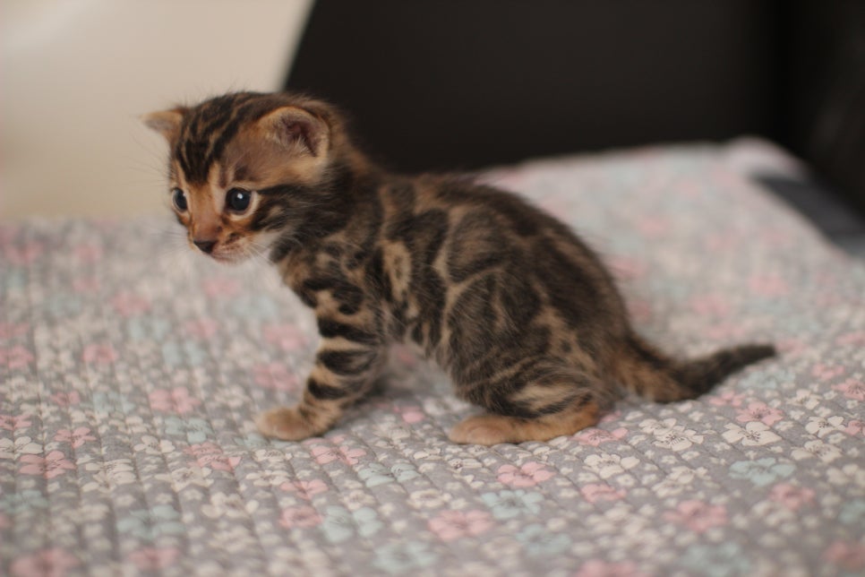 아기 뱅갈고양이 너무나 이쁜 아이~ 관련 이미지 6