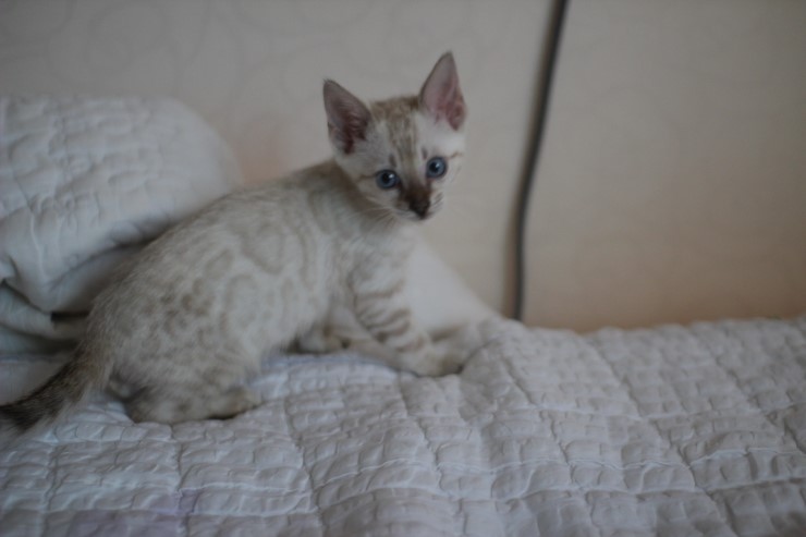 스노우 뱅갈고양이 남아 분양해요~ 관련 이미지 15