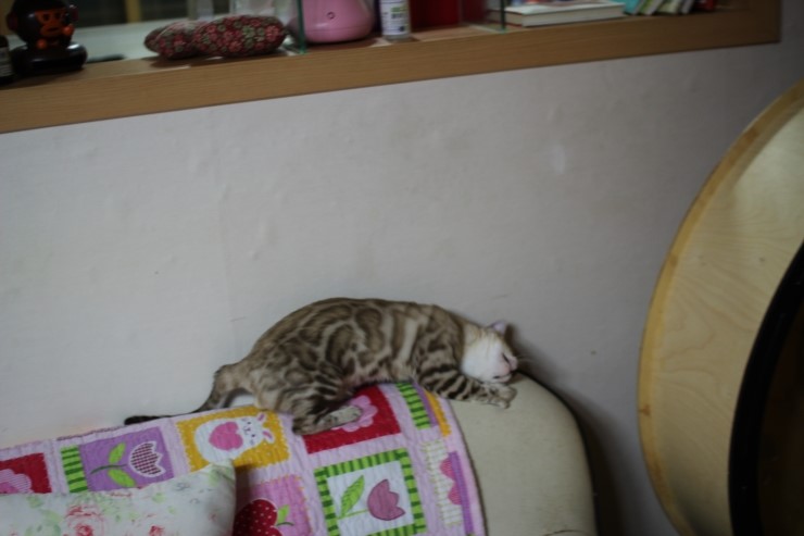 실밍크 뱅갈고양이 킹이예요~~ 관련 이미지 25