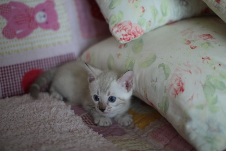 스노우뱅갈고양이 앙증,깜찍 귀요미에요 ㅎㅎ 관련 이미지 6