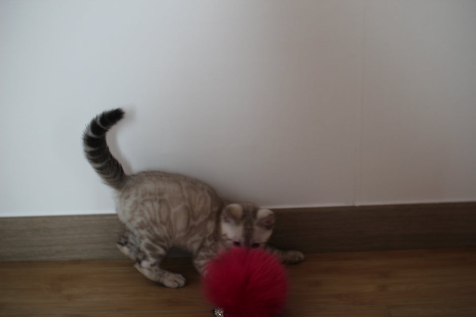 스노우뱅갈고양이 킹군이 숨바꼭질 놀이중 관련 이미지 8