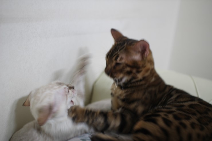 뱅갈고양이,뱅갈고양이 분양,초아가 신났어요~~~ 관련 이미지 3