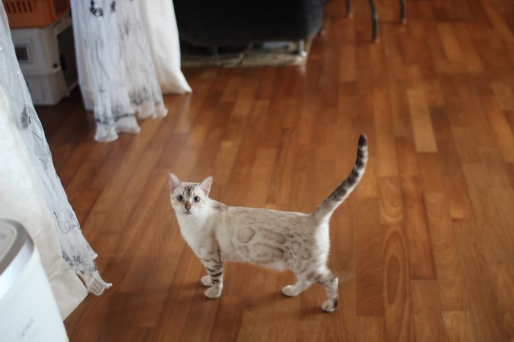 순둥이 실링스 뱅갈고양이 키나예요~ 관련 이미지 1