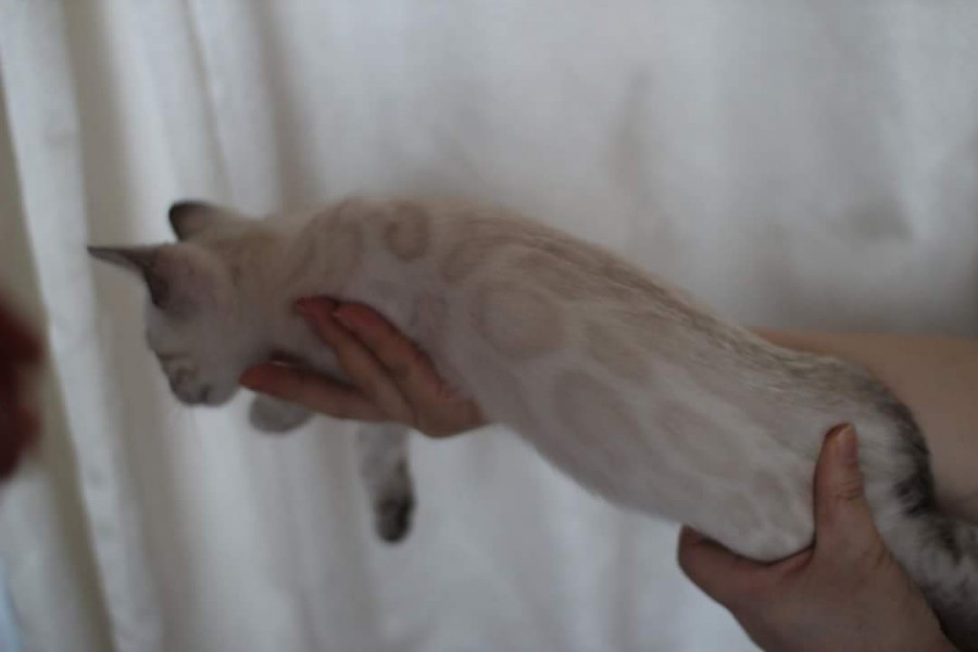 스노우뱅갈고양이 분양 소유캐터리로 오세요! 관련 이미지 7