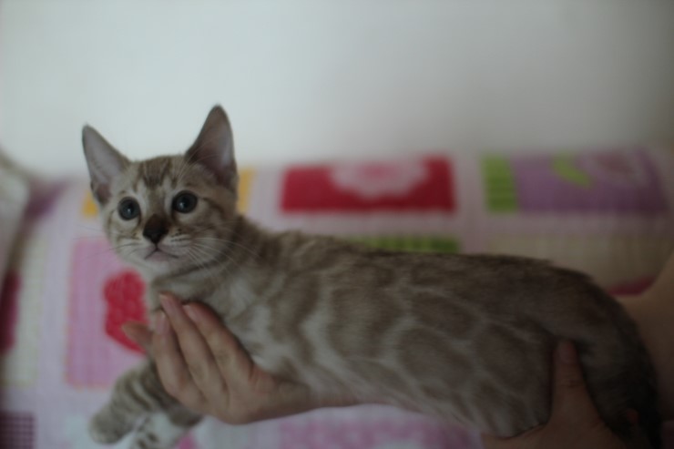 실밍크 뱅갈고양이 남아 분양합니다~ 관련 이미지 5