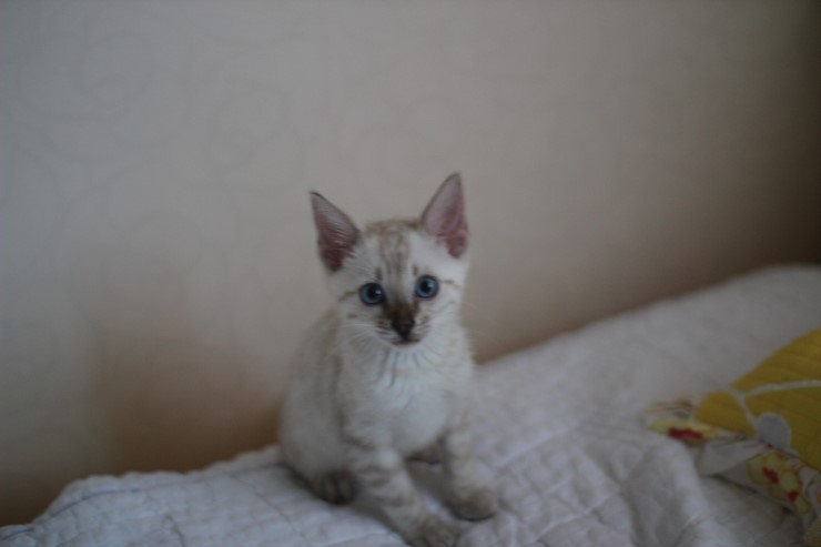 스노우 뱅갈고양이 남아 분양해요~ 관련 이미지 9