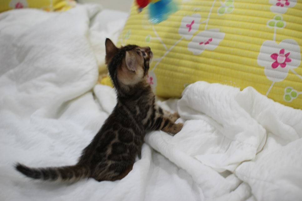 순둥이 개냥이 뱅갈고양이 남아5 분양해요~ 관련 이미지 13