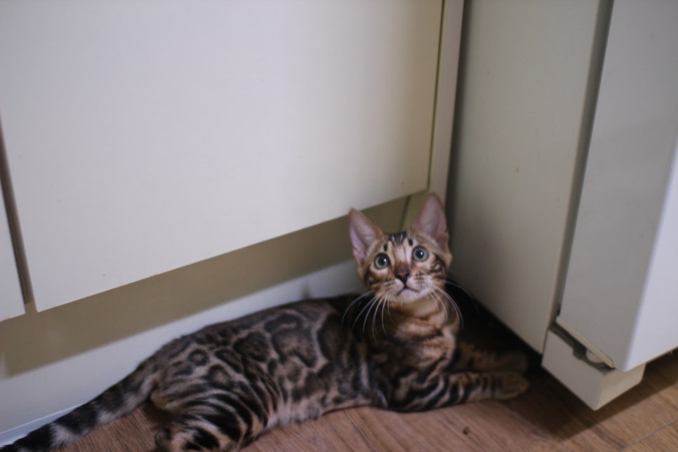 뱅갈고양이 분양중인 아이들 입니다~ 관련 이미지 14