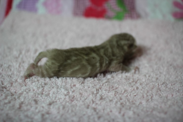 소유뱅갈고양이 캐터리 출산소식 관련 이미지 10