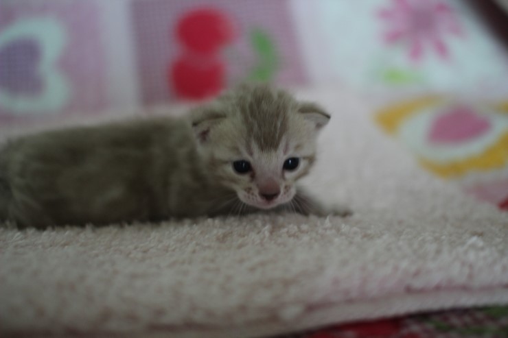 실밍크뱅갈고양이 곰돌이 남아예요 관련 이미지 1